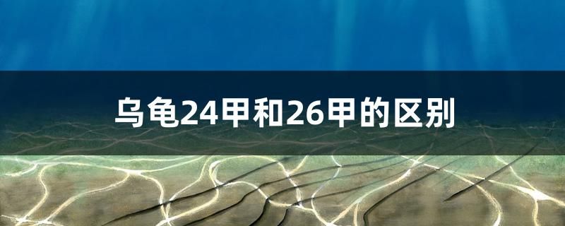 烏龜24甲和26甲的區(qū)別 水溫計