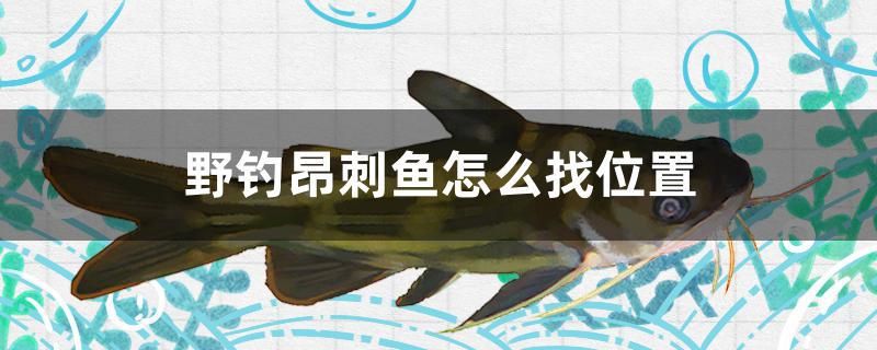 野釣昂刺魚怎么找位置