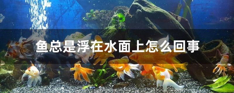 魚總是浮在水面上怎么回事 殺菌消毒設備