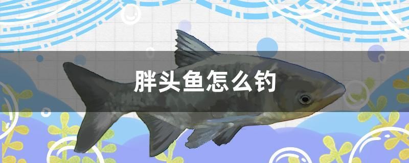 胖頭魚怎么釣 泰國(guó)雪鯽魚