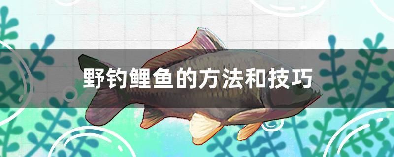 野釣鯉魚的方法和技巧