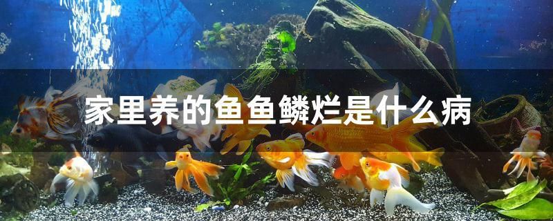 家里養(yǎng)的魚魚鱗爛是什么病 馬來西亞咖啡