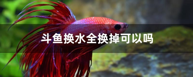 斗魚換水全換掉可以嗎