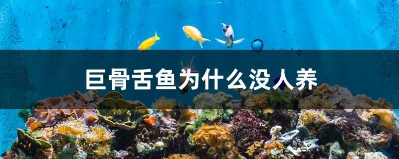 巨骨舌魚為什么沒人養(yǎng) 虎魚百科