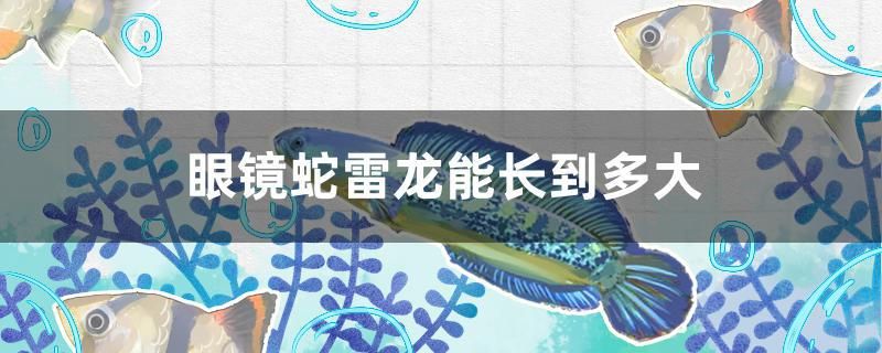 眼鏡蛇雷龍能長到多大 委內(nèi)瑞拉奧里諾三間魚苗