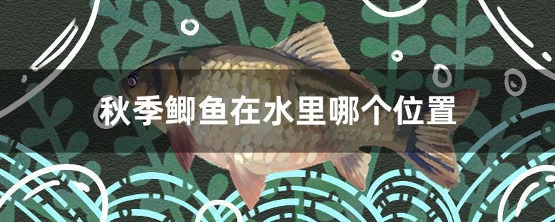 秋季鯽魚在水里哪個位置 祥龍傳奇品牌魚缸