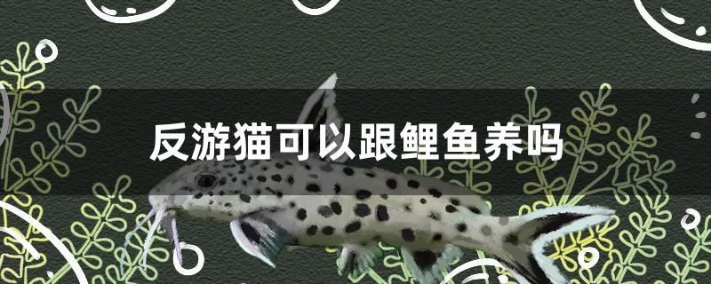 反游貓可以跟鯉魚養(yǎng)嗎 其它水族用具設(shè)備