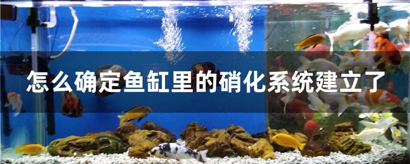 荊州哪里有賣魚缸的 荊州哪里有賣魚缸的地方 大白鯊魚苗 第2張