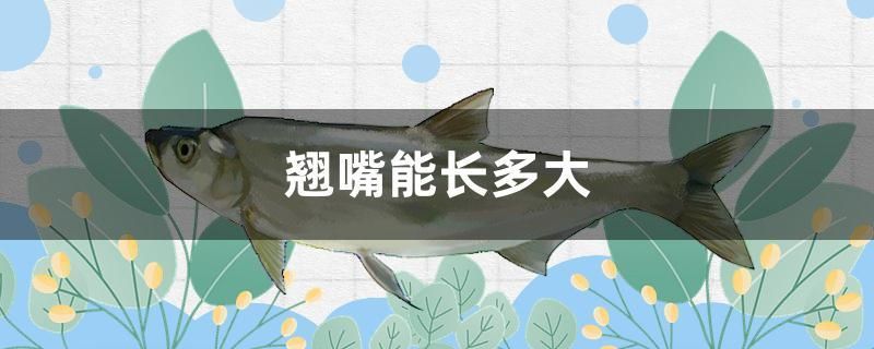 翹嘴能長多大 黑金魟魚