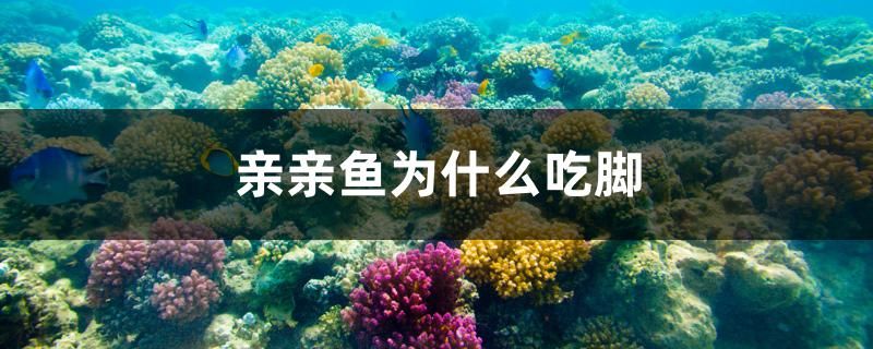 親親魚(yú)為什么吃腳 狗頭魚(yú)