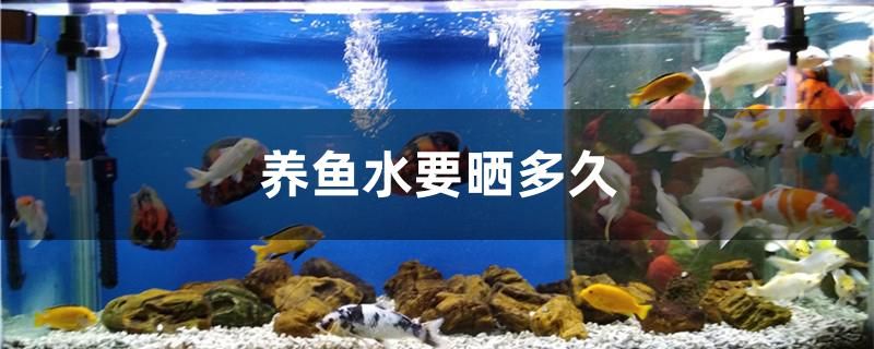 水要曬多久才能養(yǎng)魚(yú) 白子銀龍魚(yú)苗