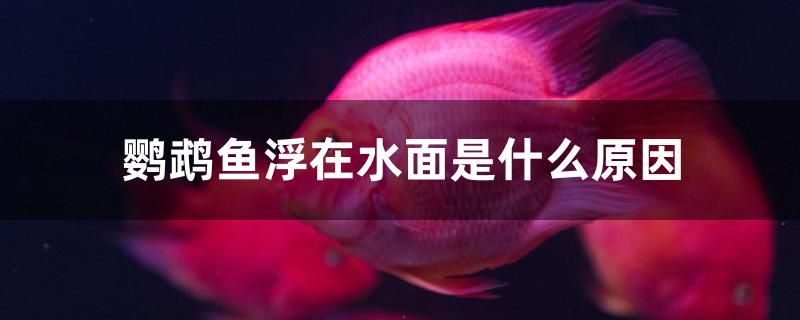 鸚鵡魚浮在水面是什么原因 黑帝王魟魚