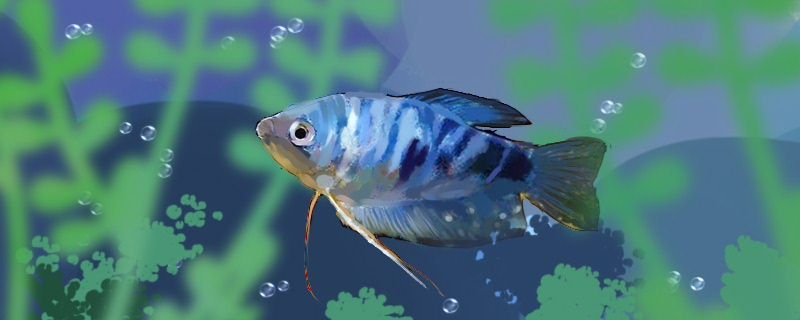 曼龍魚(yú)怎么分公母公母能一起養(yǎng)嗎 紅頭利魚(yú)