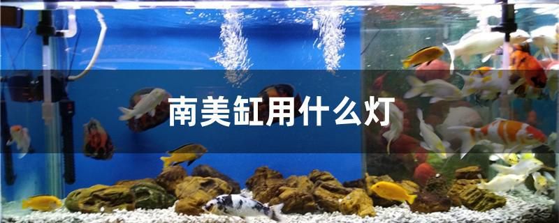 南美缸用什么燈 廣州水族批發(fā)市場