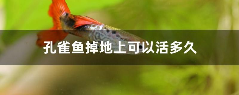 孔雀魚掉地上可以活多久 網(wǎng)上購買觀賞魚