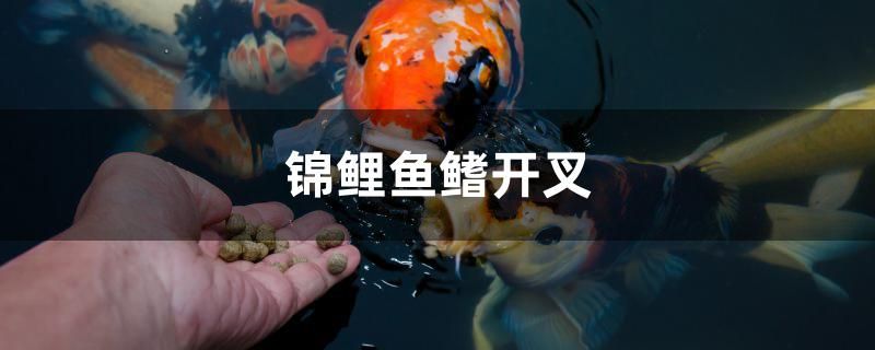 錦鯉魚鰭開叉是什么原因 藍底過背金龍魚