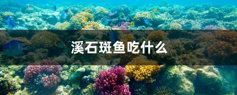 溪石斑魚吃什么 潛水泵