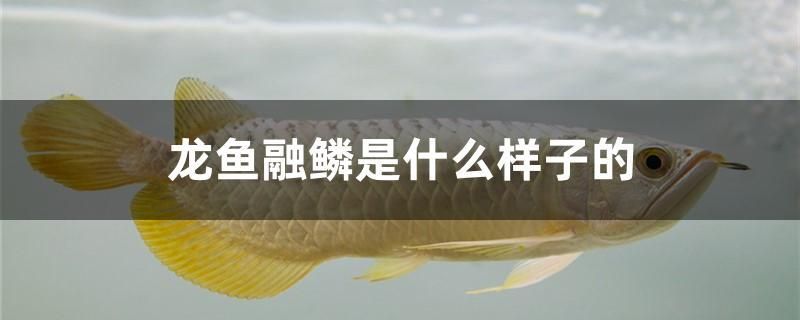 龍魚融鱗是什么樣子的 白子黃化銀龍魚