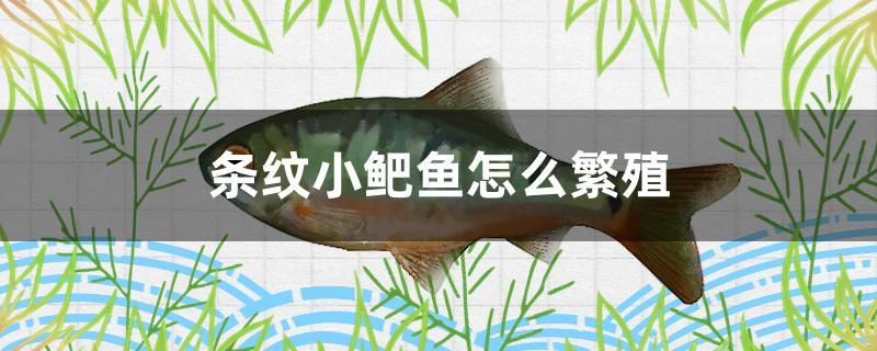 條紋小鲃魚怎么繁殖 網(wǎng)上購買觀賞魚