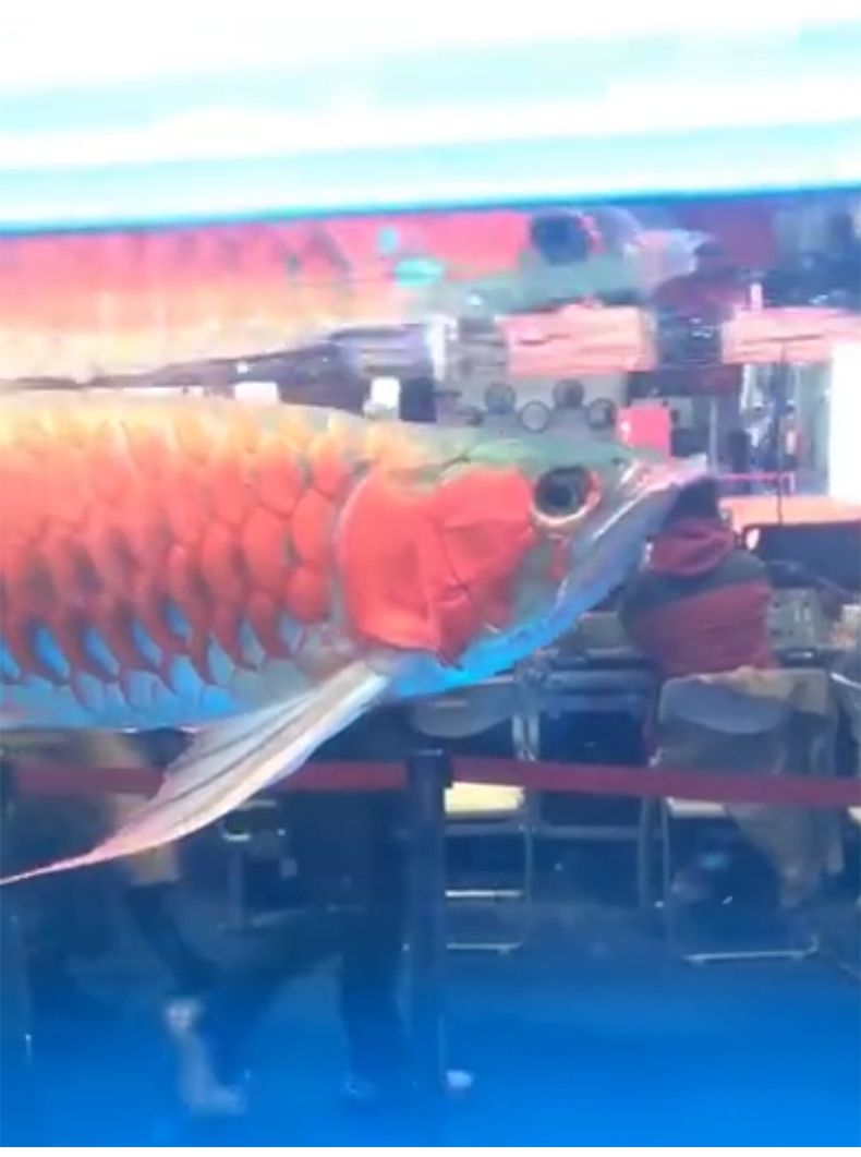 水族魚(yú)缸加熱棒怎么用視頻教學(xué)(觀賞魚(yú)魚(yú)缸加熱棒怎樣安裝視頻) 翡翠鳳凰魚(yú) 第1張