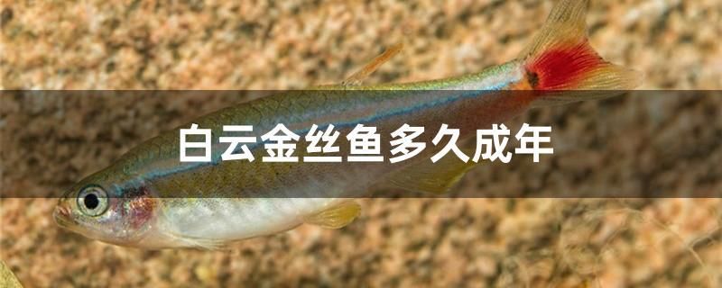 白云金絲魚多久成年 綠皮皇冠豹魚