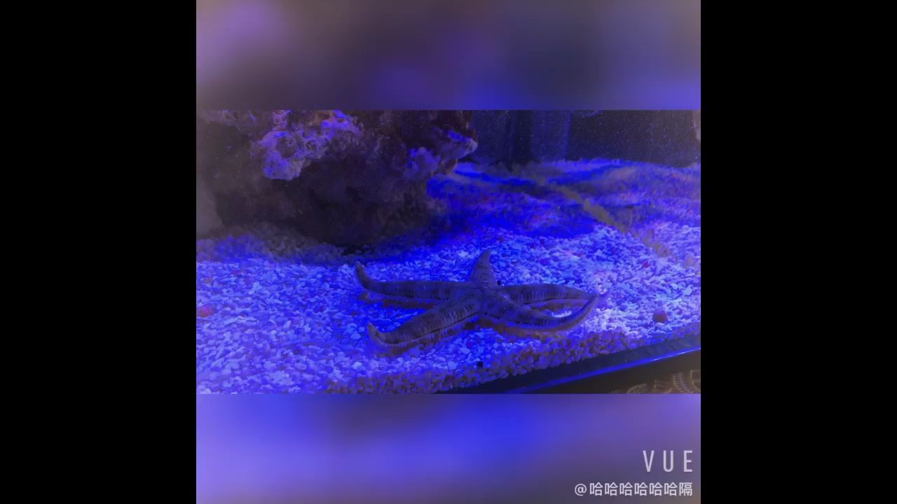 翻砂海星到底喂什么嘛