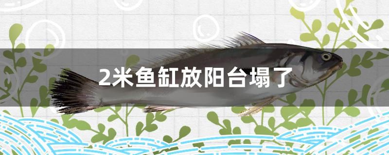 2米魚缸放陽(yáng)臺(tái)會(huì)壓塌嗎 非洲金鼓魚