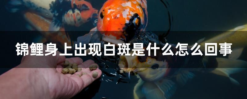 錦鯉身上出現(xiàn)白斑是什么怎么回事 過背金龍魚