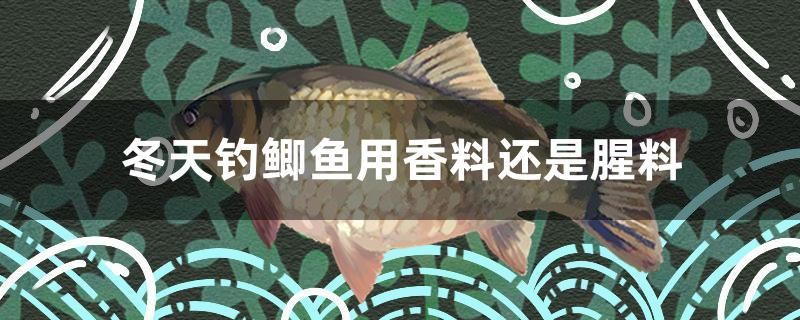 冬天釣鯽魚用香料還是腥料 銀龍魚苗