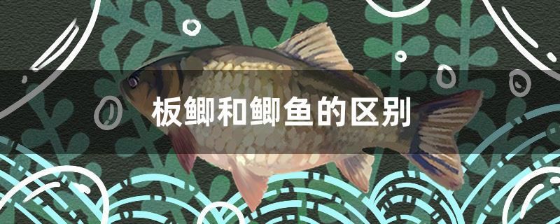 板鯽和鯽魚的區(qū)別