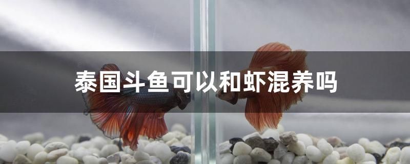 泰國斗魚可以和蝦混養(yǎng)嗎