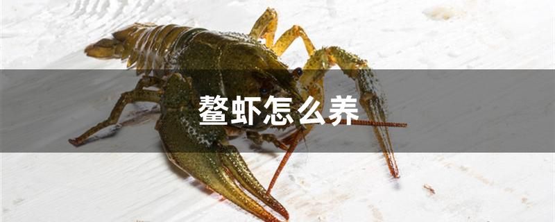 鰲蝦怎么養(yǎng) 廣州水族器材濾材批發(fā)市場