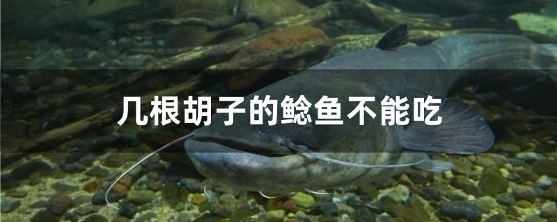 幾根胡子的鯰魚不能吃 廣州水族器材濾材批發(fā)市場(chǎng)