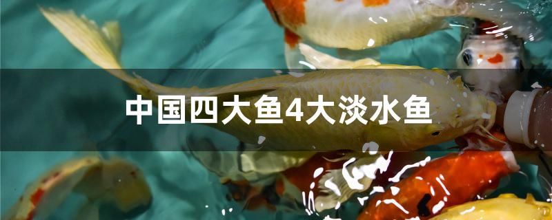 中國四大魚4大淡水魚是什么