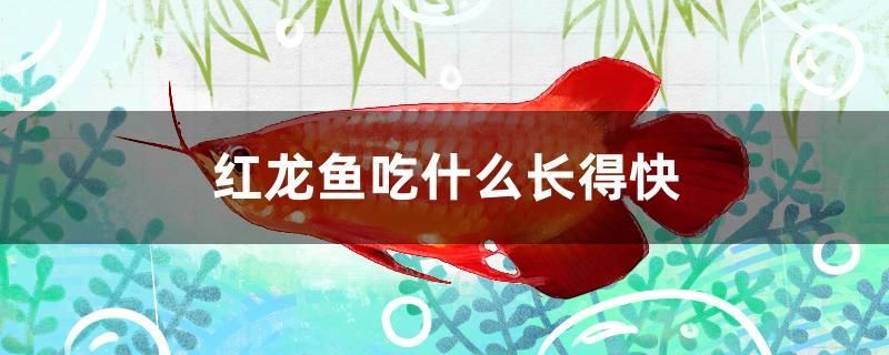 紅龍魚吃什么長(zhǎng)得快 球鯊魚