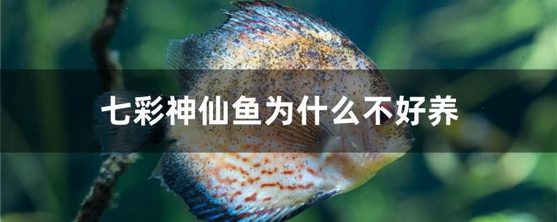 七彩神仙魚為什么不好養(yǎng) 肥料