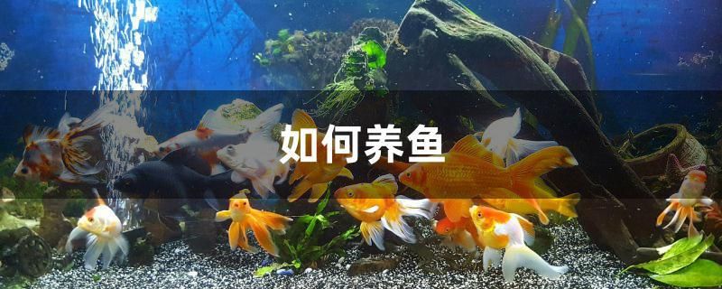 如何養(yǎng)魚 胭脂孔雀龍魚