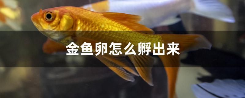 金魚(yú)卵怎么孵出來(lái) 錦鯉魚(yú)百科