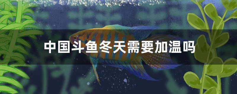 中國斗魚冬天需要加溫嗎