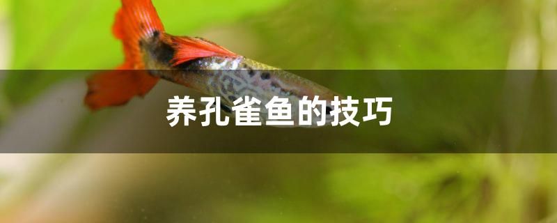 養(yǎng)孔雀魚的技巧是什么