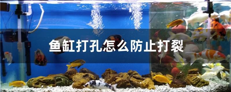 魚(yú)缸打孔怎么防止打裂 名貴錦鯉魚(yú)