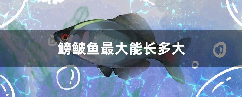 鳑鲏魚最大能長多大 元寶鯽