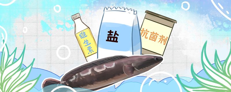 大鉛筆魚容易得白點病嗎得白點病怎么治療 白子關(guān)刀魚