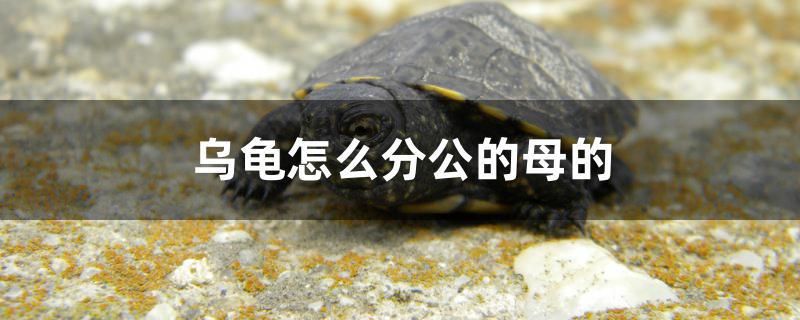 烏龜怎么分公的母的 魚缸風(fēng)水