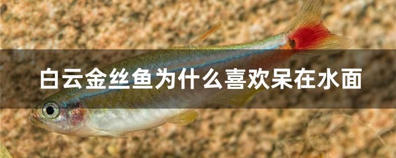 白云金絲魚為什么喜歡呆在水面 和尚魚