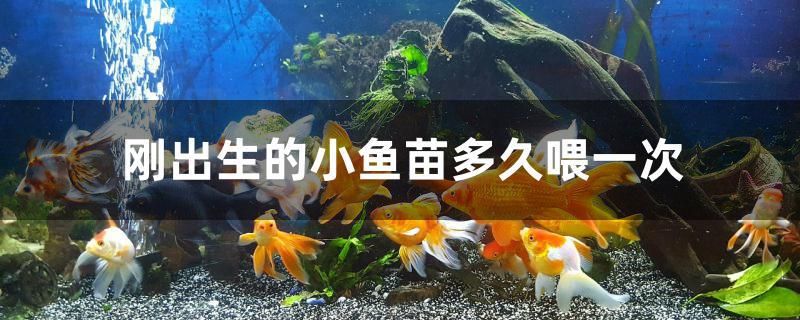 剛出生的小魚苗多久喂一次 紅頭利魚