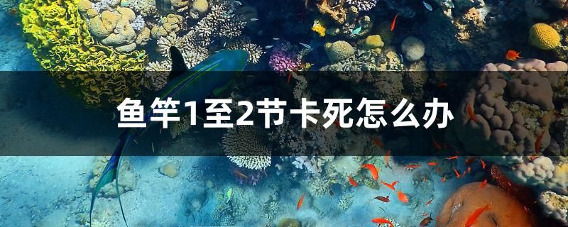 魚竿1至2節(jié)卡死怎么辦 祥龍藍(lán)珀金龍魚