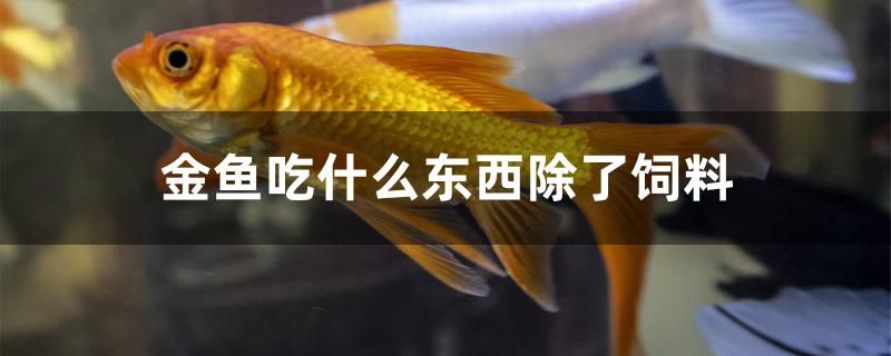 金魚吃什么東西除了飼料