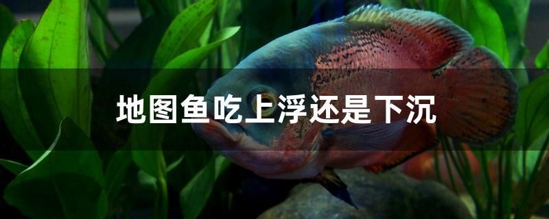 地圖魚吃上浮還是下沉