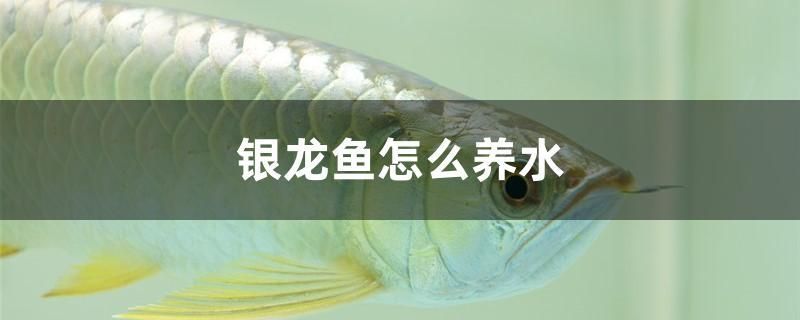 銀龍魚(yú)怎么養(yǎng)水 黑桃A魚(yú)